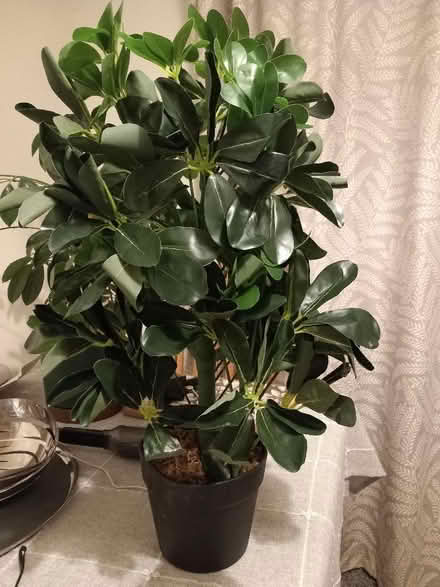 Photo of free Fake plant (Aspley NG8) #1
