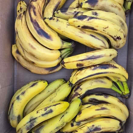 Photo of free Over Ripe Bananas (Chiquita Av MtnVw) #1