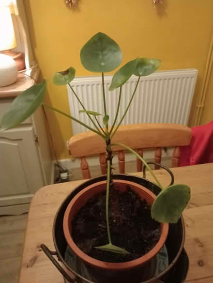 Photo of free House plants x two. (Larkhall) #1