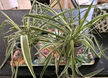 Photo of free Plants and cuttings (WR2 Worcester) #1