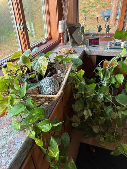 Photo of free large healthy trailing plant (Berkeley by Claremont Hotel) #3
