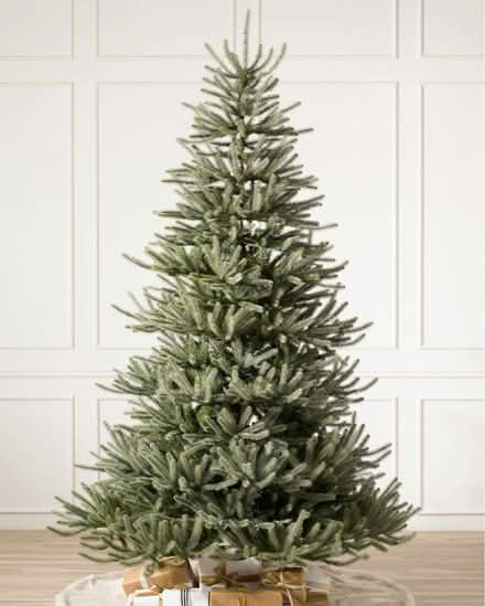 Photo of free Christmas Tree (Evergreen) #1