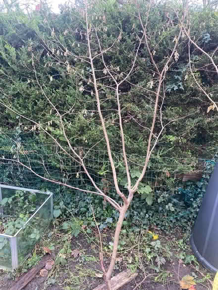 Photo of free Hazel branches with catkins (Upper Norwood SE19) #1