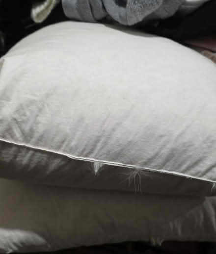 Photo of free Feather cushions (Canning town E16) #1