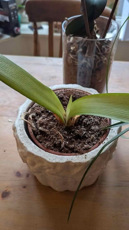 Photo of free Clivia Minolta (natal lily) (Balsall Heath B12) #1