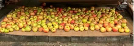 Photo of free Apples (cookers) (Wellington TF1) #1