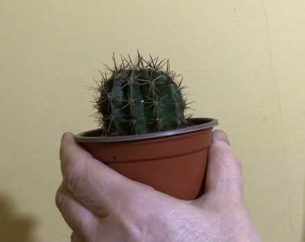 Photo of free Plants (Prescot L35) #3