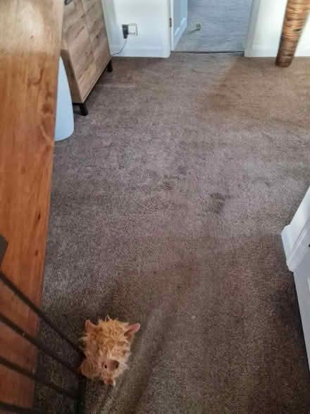 Photo of free Quality Carpet & Underlay (WF4) #3