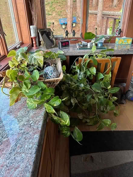 Photo of free large healthy trailing plant (Berkeley by Claremont Hotel) #2