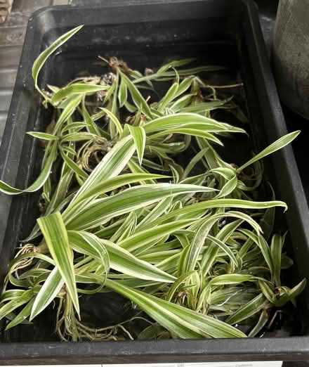 Photo of free Plants and cuttings (WR2 Worcester) #2