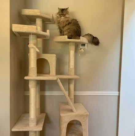 Photo of Cat tree (West Groton) #1