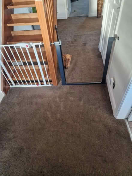 Photo of free Quality Carpet & Underlay (WF4) #4