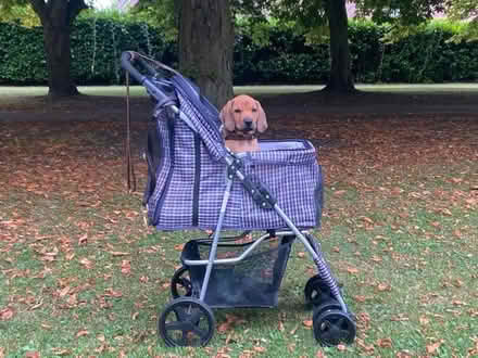 Photo of Pet Stroller (Great Linford MK14) #1