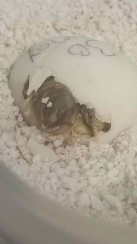 Photo of free Exo Terra Incubator (southey green S5) #4