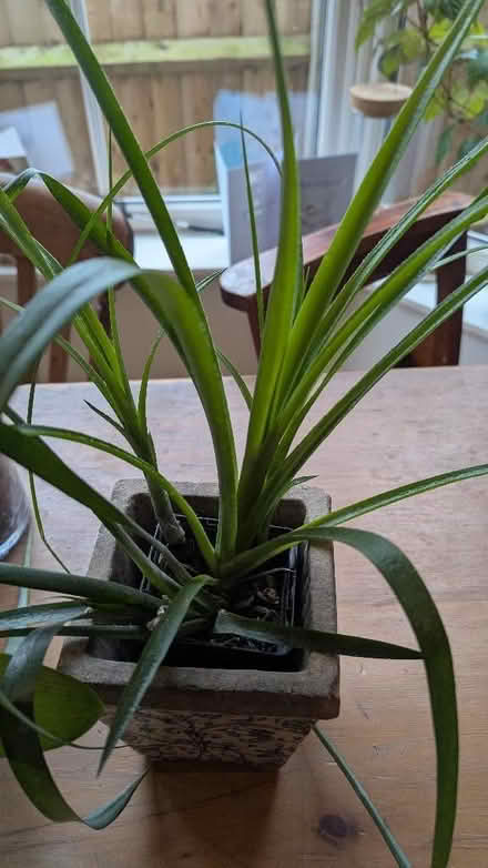 Photo of free Queens lily house plant (Balsall Heath B12) #1