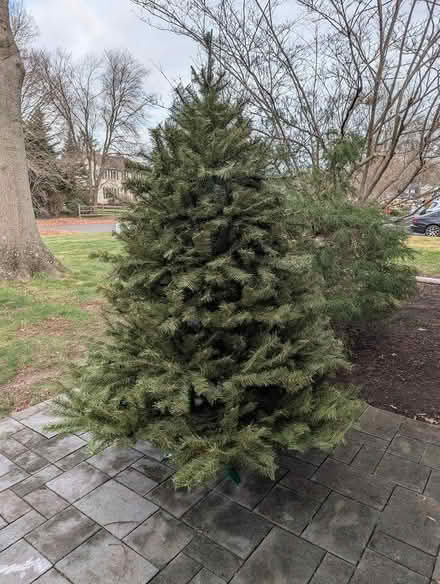 Photo of free 7 ft tree--assembly (River Plaza area) #1