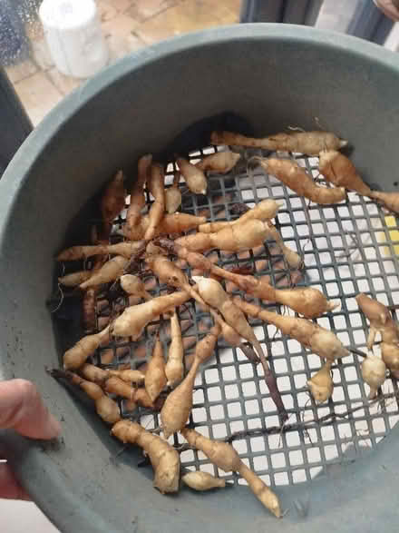 Photo of free jerusalem artichoke bulb (Hanworth TW13) #1
