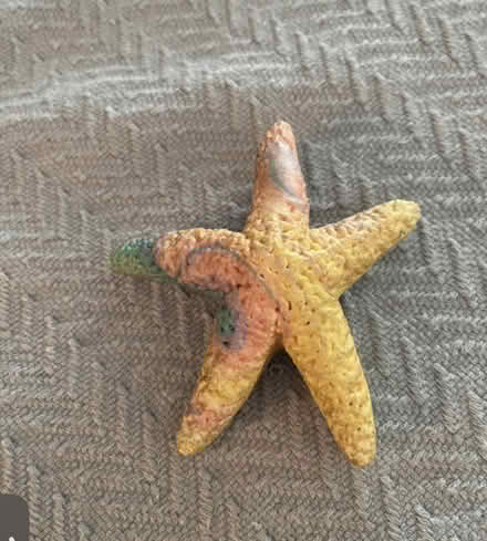 Photo of free Starfish magnet (Mohegan Lake) #1