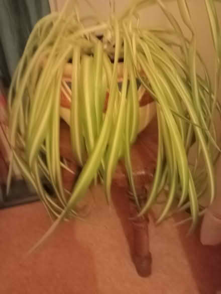 Photo of free House plants x two. (Larkhall) #4