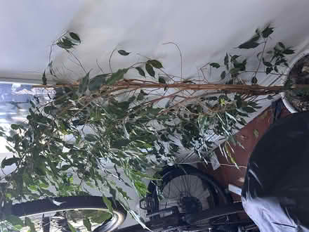 Photo of free Large potted house plant (Headington OX3) #1