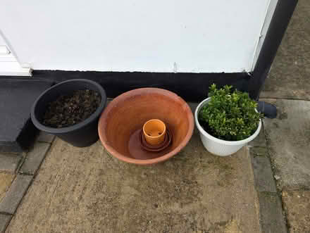 Photo of free Rhubarb crown, pots and pot trays (ME9) #1