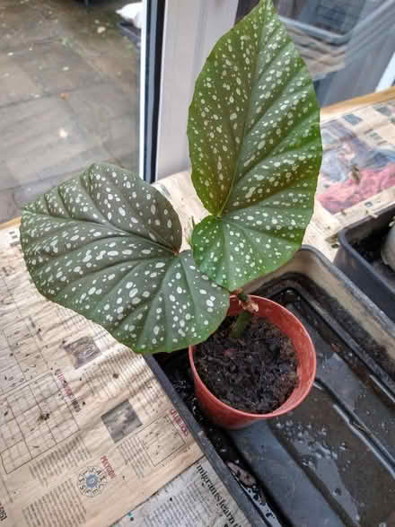 Photo of free Various house plants (Garston WD25) #1