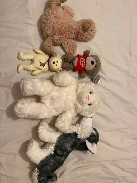 Photo of free teddies (PO8 wecock) #1