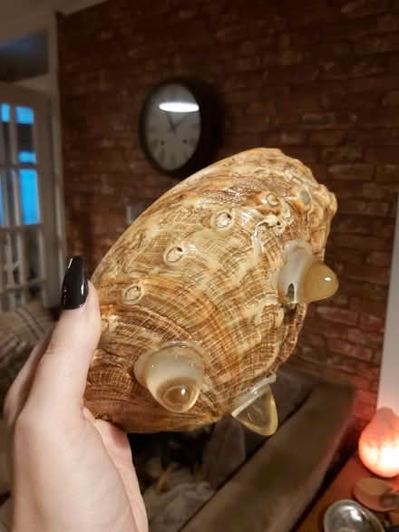 Photo of free Large abalone shell/bowl (Aberdeen, AB16) #2