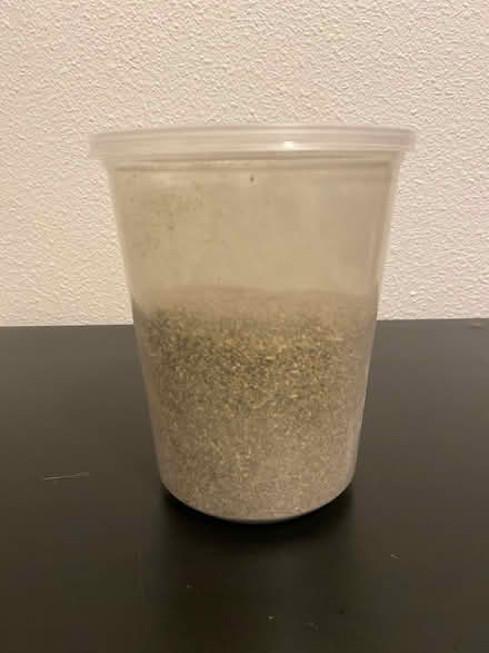 Photo of free Catnip (Richmond) #2