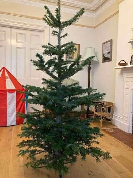 Photo of free Fresh real Christmas tree (Poets MK40) #1