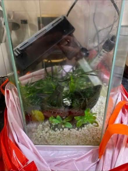 Photo of free Electric Fish Tank (Cheshunt En8) #2