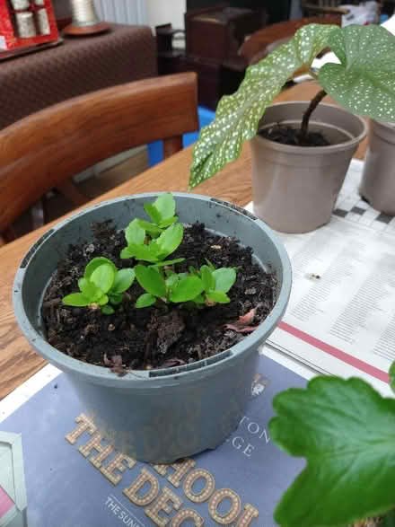 Photo of free Various house plants (Garston WD25) #3