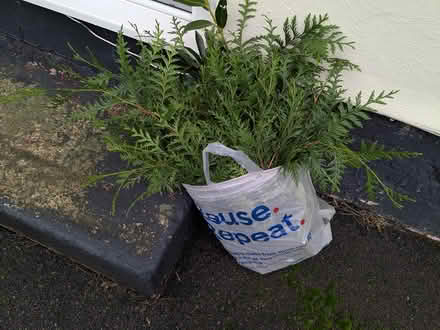 Photo of free Large bag of cut foliage (SG14 Bramfield) #1
