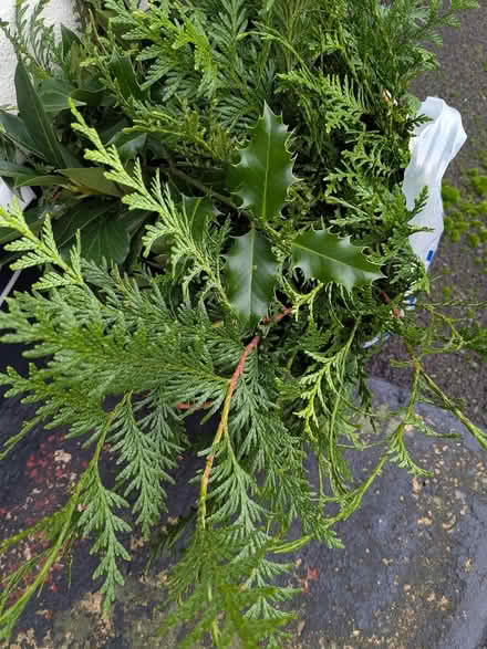 Photo of free Large bag of cut foliage (SG14 Bramfield) #2