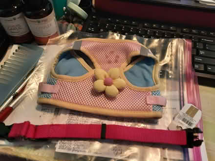 Photo of free harness & collar - like new (US19 & Nursery Road) #1