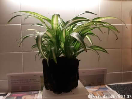 Photo of free đ Spider plantâNO POT (Edgwarebury Lane) #1