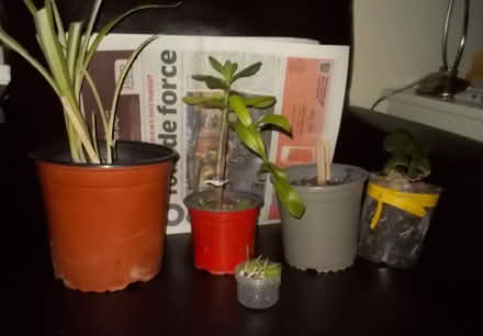 Photo of free Smallm plants (Wimbledon SW19) #1