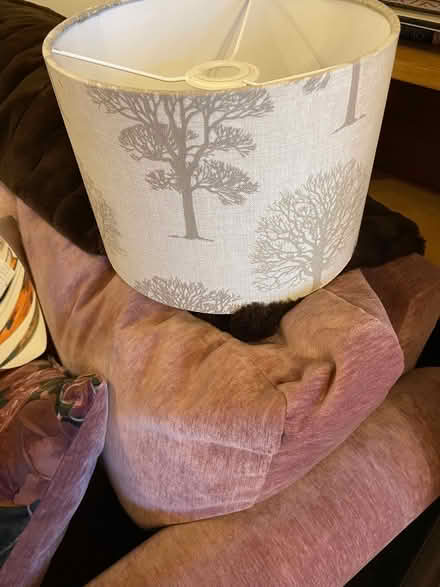Photo of free Lampshade for ceiling (Cromford DE4) #1