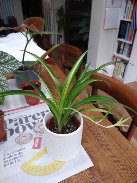Photo of free Various house plants (Garston WD25) #2