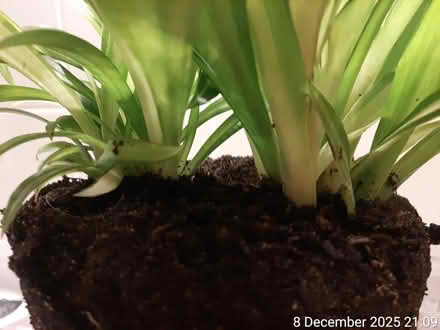 Photo of free đ Spider plantâNO POT (Edgwarebury Lane) #2