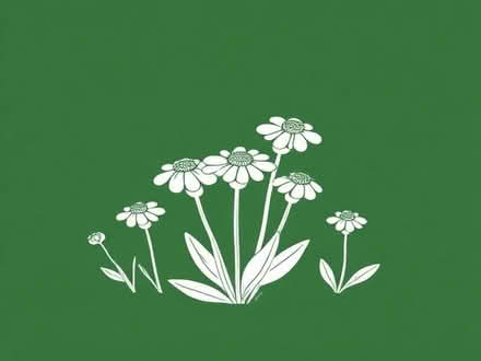 Photo of free Ospteorpermum plants (Wimbledon Village SW19) #1