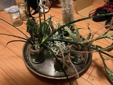 Photo of free Cactus and succulents (ME10) #1