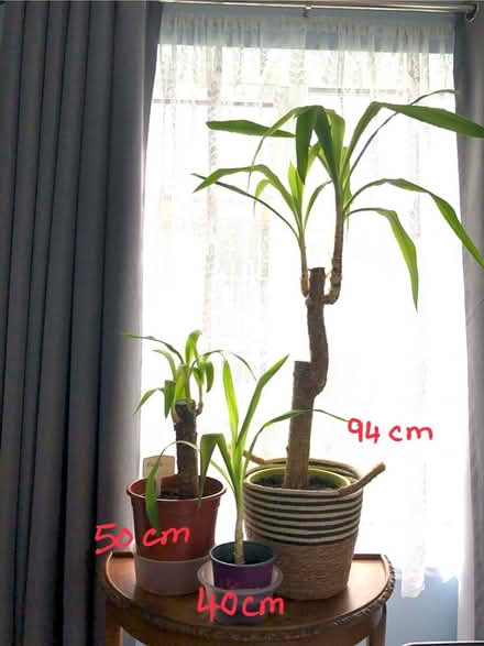 Photo of free Yucca plants (Cambridge CB1) #1