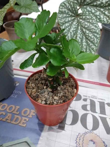 Photo of free Various house plants (Garston WD25) #4