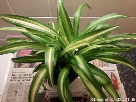 Photo of free đ Spider plantâNO POT (Edgwarebury Lane) #4