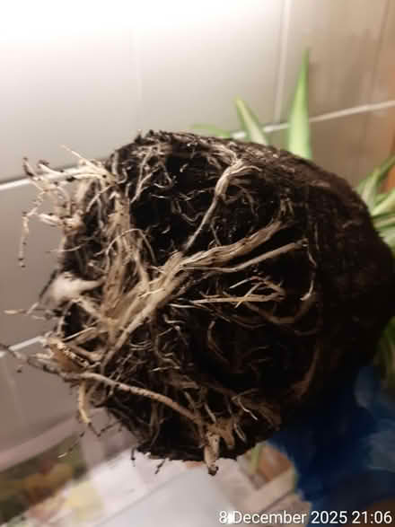 Photo of free đ Spider plantâNO POT (Edgwarebury Lane) #3