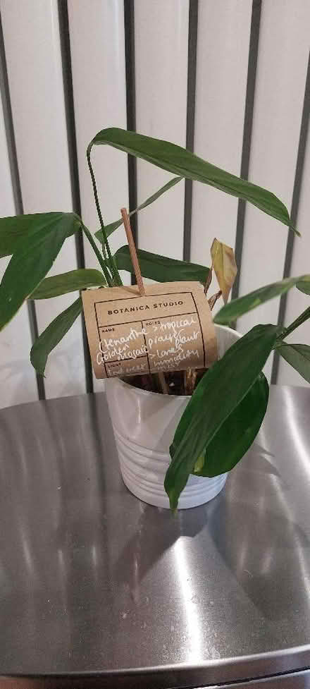 Photo of free 3 house plants (Lower Weston) #3