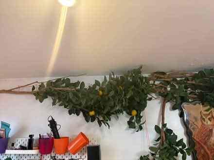 Photo of free Fake lemon branches (Rego Park Queens) #1