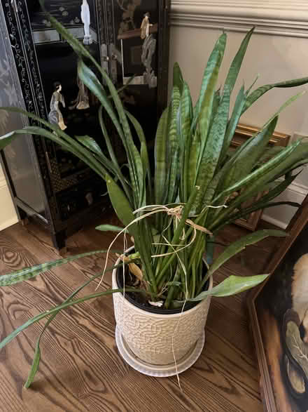 Photo of free Mother-in-laws Tongue/Snake Plant (Covington) #1