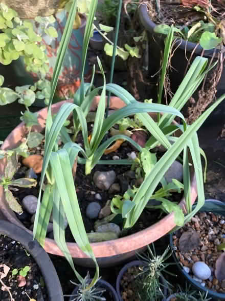 Photo of free Giant garlic fab plant edible too (South Malling BN7) #1
